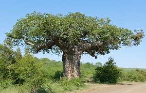 Allons donc à la découverte des propriétés médicinales de cet arbre : l'arbre du pharmacien