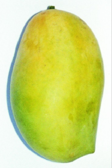 Mangotine (fumani)