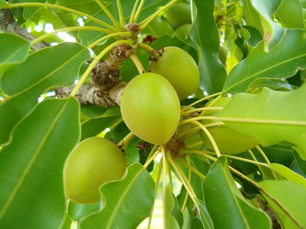 Le fruit : la noix de karité
