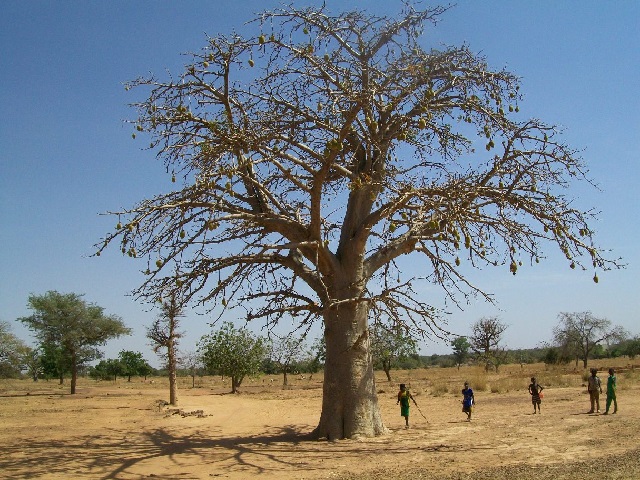 Culture de Baobab